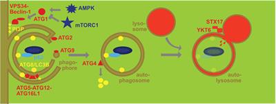 The Macroautophagy Machinery in MHC Restricted Antigen Presentation